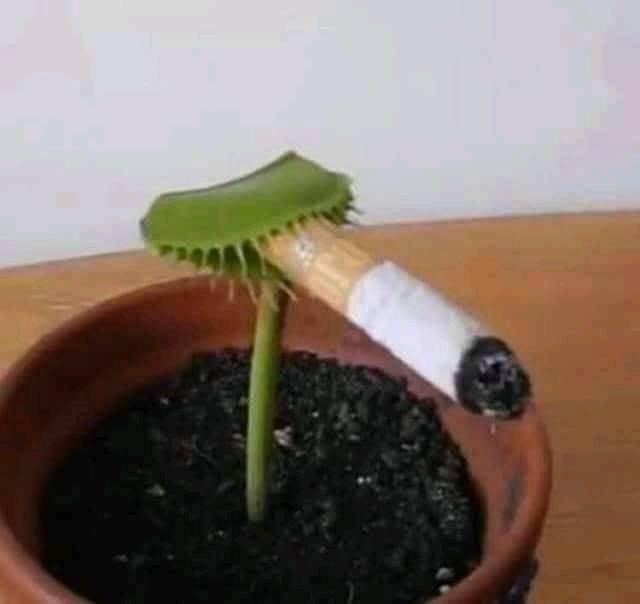 GrégoireJamaica